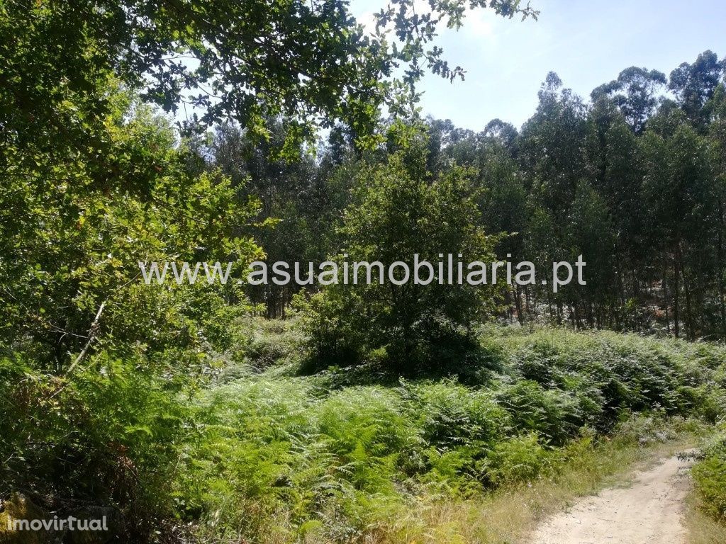 Terreno/Bouça - Caldelas