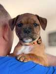 Staffordshire Bull terrier Suczka
