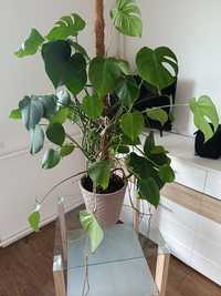 Piękny kwiat monstera 120cm