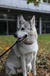 oddam suczke husky