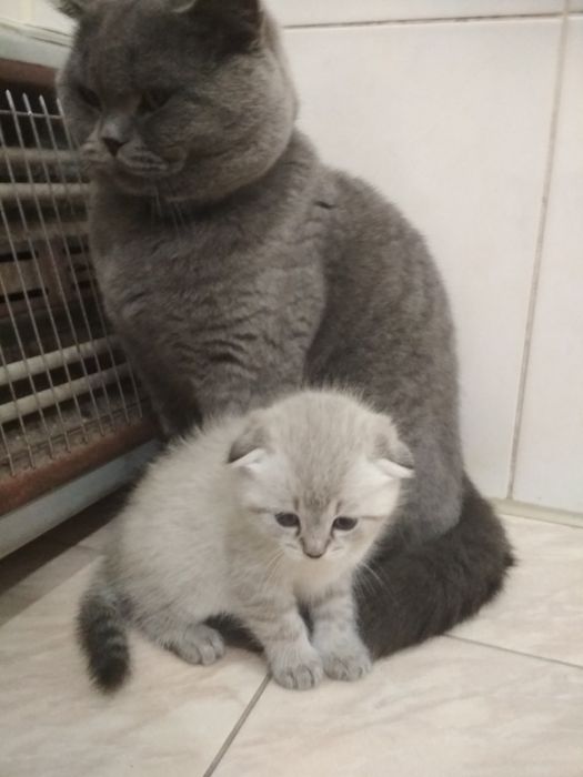 Шотландський прямовухий