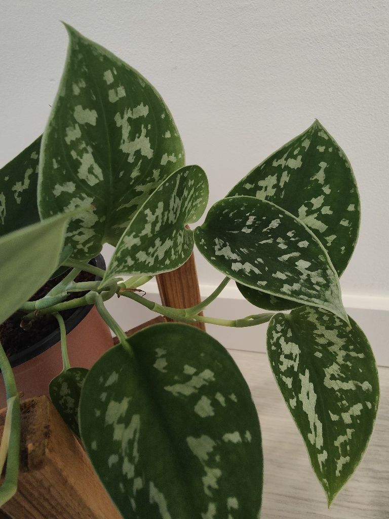 Satin pothos // planta interior