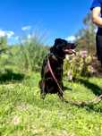Przyjazna Nora w typie Labradora szuka domku