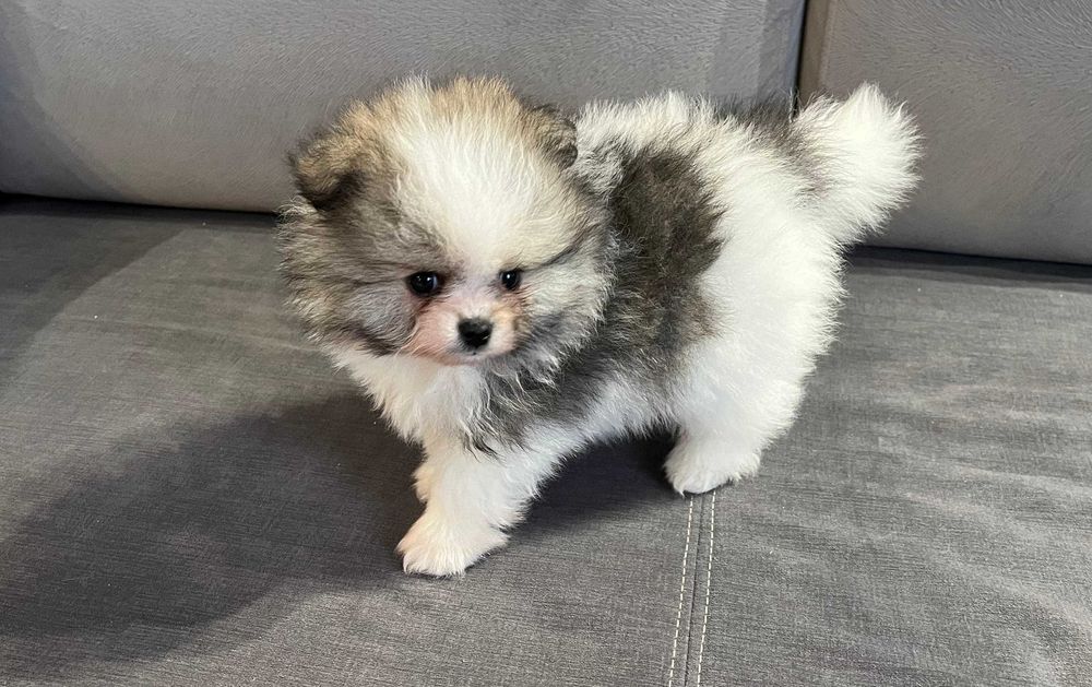 Pomeranian- przepiękna  sunia