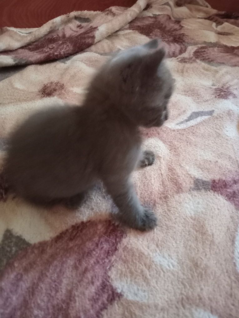 Отдам кошечку в добрые руки