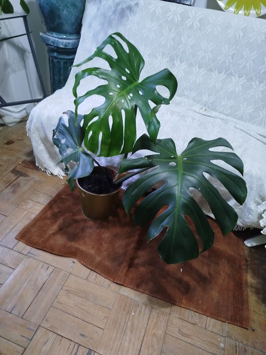 Planta natural monstera costela de Adão