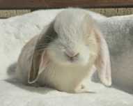Mini lop króliki LIKWIDACJA Hodowli