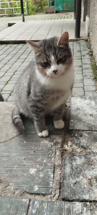 Безкоштовно котик