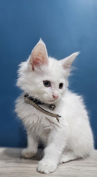 Biały kocure Maine Coon
