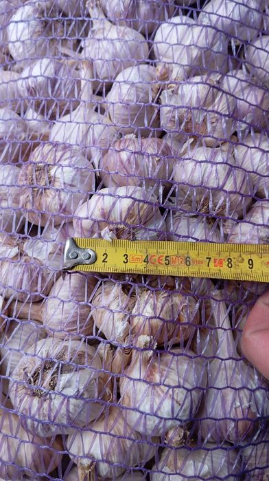 Продам часник Любаша !