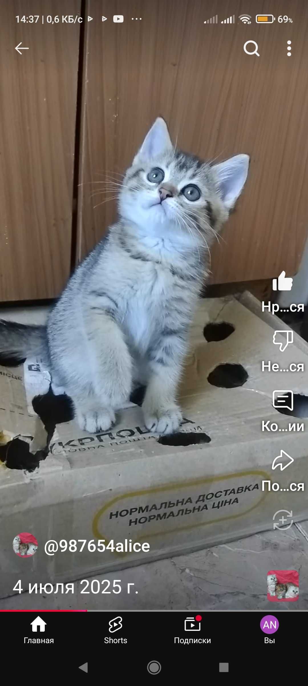 Котёнок девочка золотая шиншилла страйт