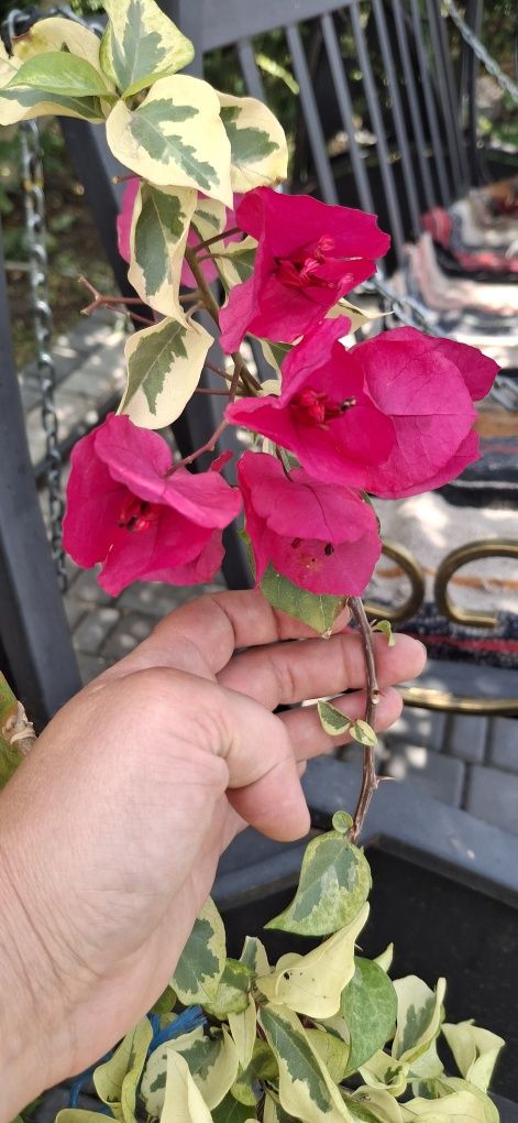 Бугенвілія,кротони,пасіфлора,драцена.