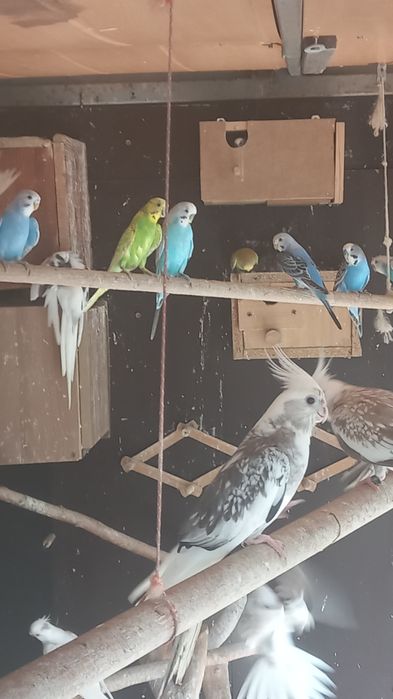 Faliste papugi młode!
