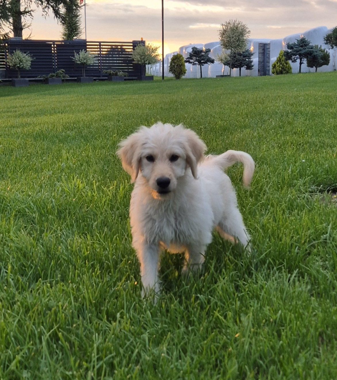 Goldendoodle  SUNIA