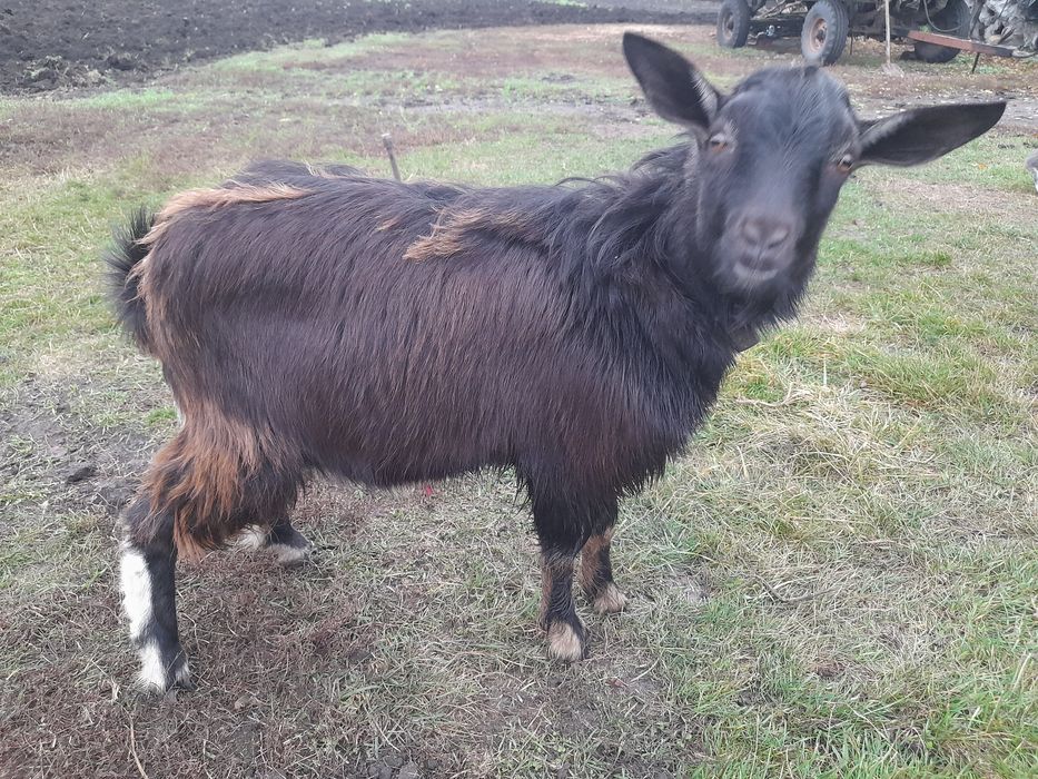 Продам козла,цапа