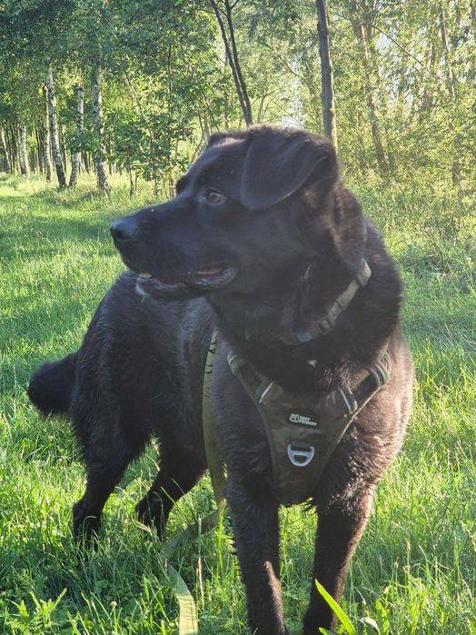 Ragnar szuka domu !!!