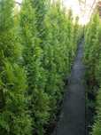 Promocja !!! 140cm - 180cm tuja szmaragd, thuja smaragd, doniczka