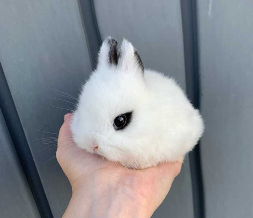 Coelhos anões minitoy e mini holandês muito meigos e brincalhões