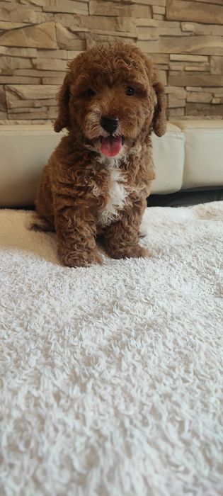 Maltipoo - F1b  piękna, zdrowa suczka!