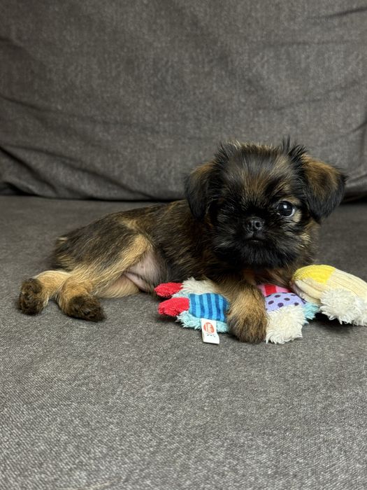 Брюссельский грифон дівчинка- маленьке сонечко