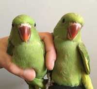 Папуги з хорошою соціалізацією - товариські Ожерелові