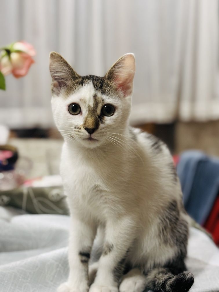Котик в добрі руки