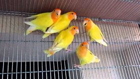 Неразлучники(Love Birds) попугаи разного окраса.
