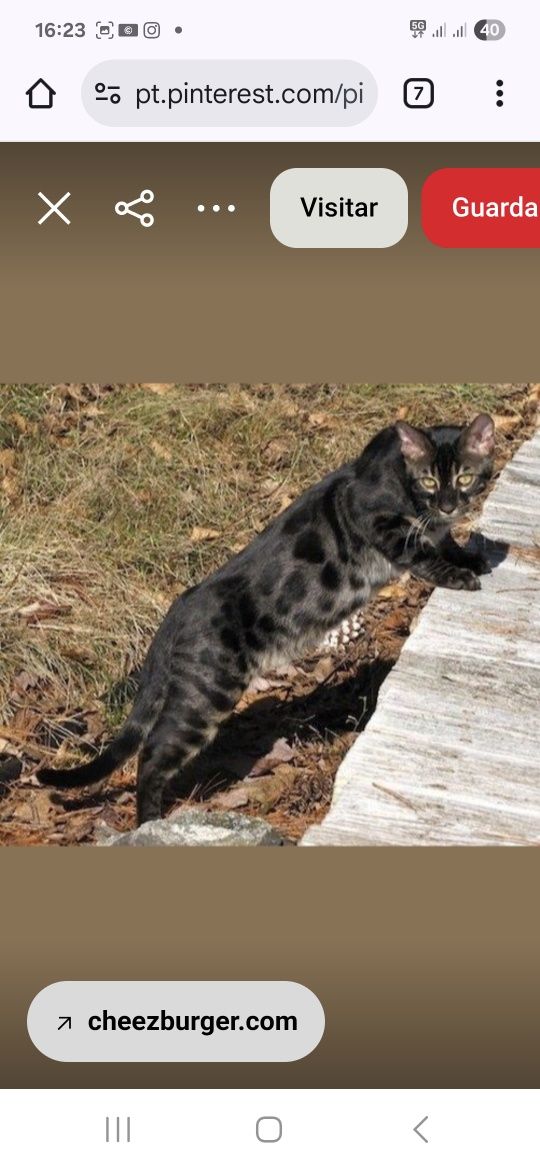 Bengal black melanistik muito raro
