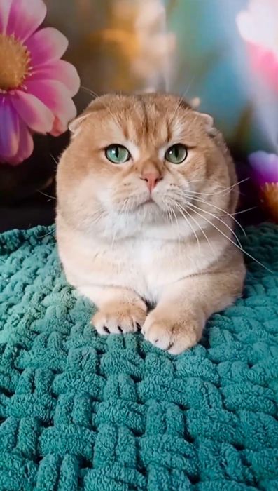 Кіт дорослий в'яжучий золотий шотландський капловухий фолд