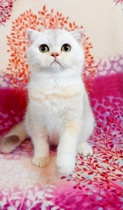 Неймовірно лагідна і розумна дівчина шиншилка