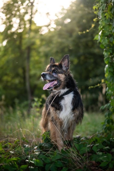 Nero piękny piesek szuka domku
