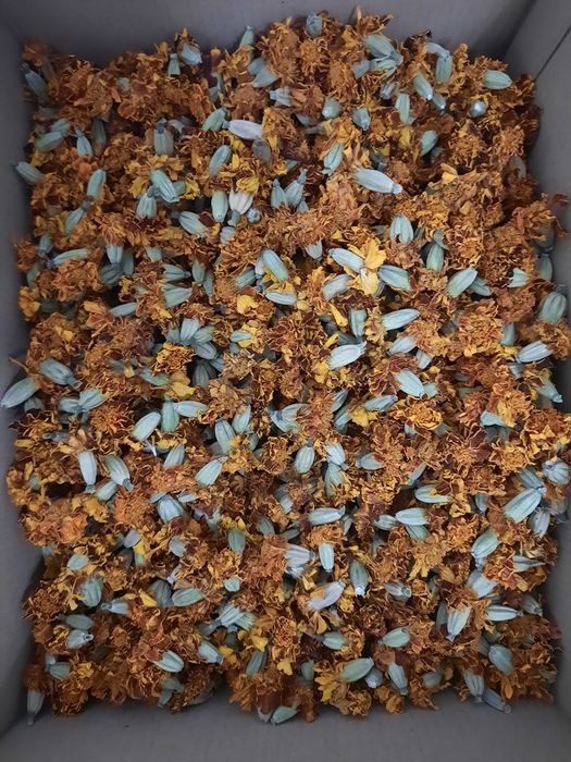 Сушені чорнобривці, 40 грн за 100 грам