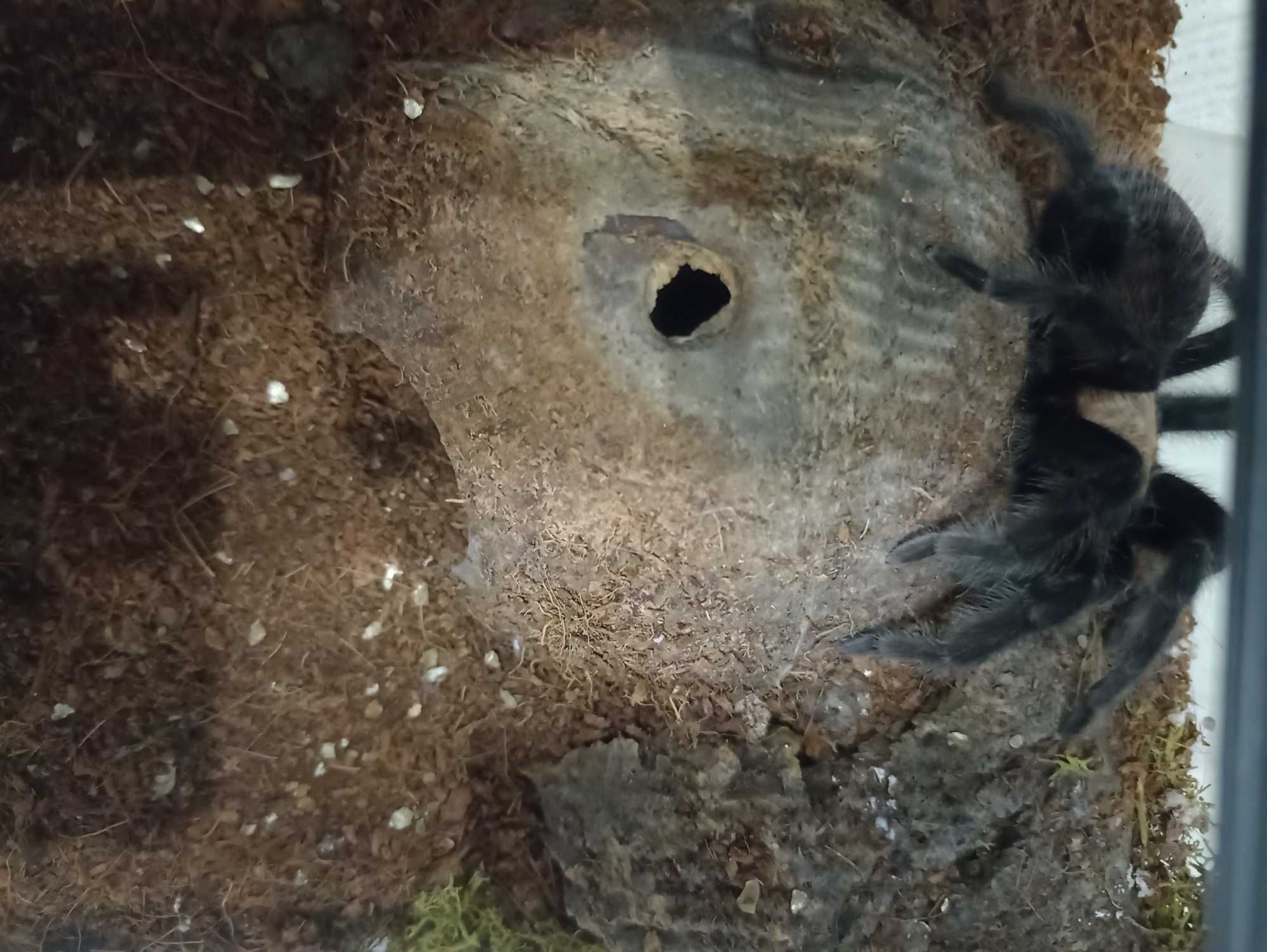 Sprzedaz pająków z akcesoriami