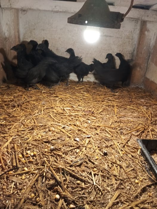 Sprzedam kurczaki Ayam Cemani