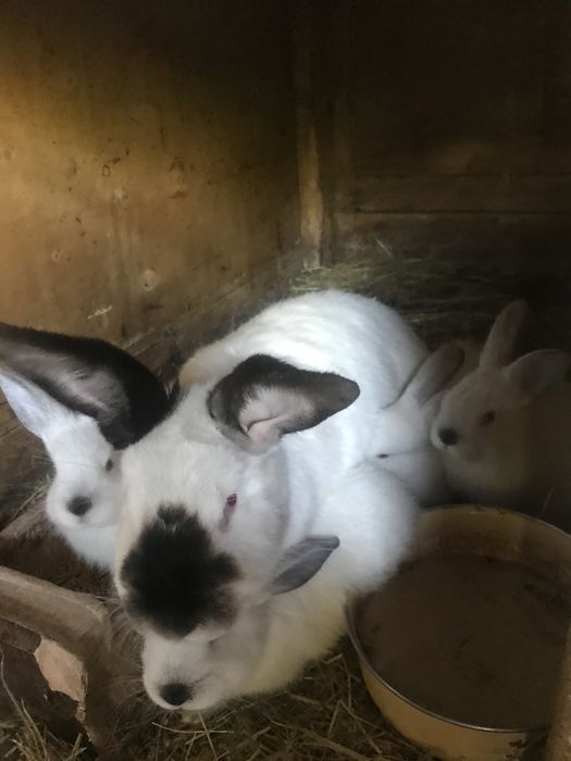 Продам кролі, кролики