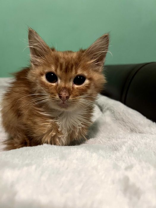 Віддамо кошеня в добрі руки