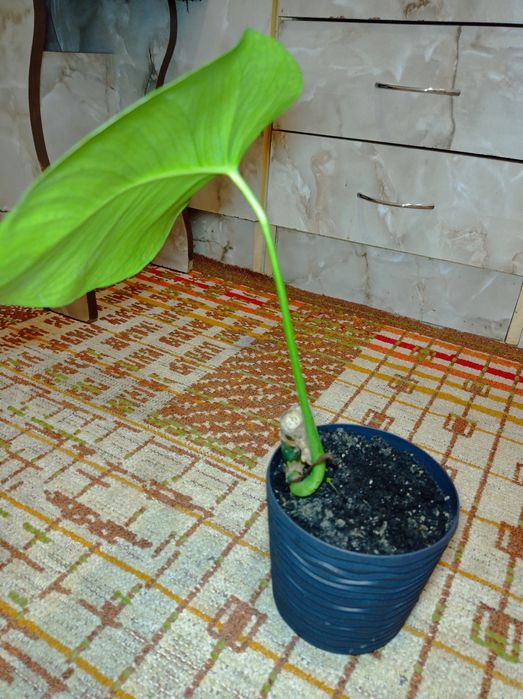 Монстера кімнатна