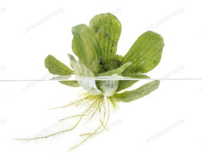 Planta flutuante aquatica Aquario ou Lago