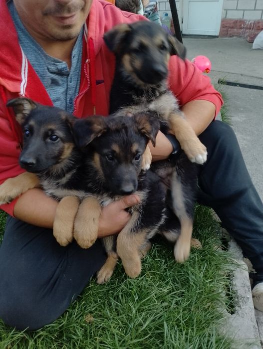 Німецька вівчарка