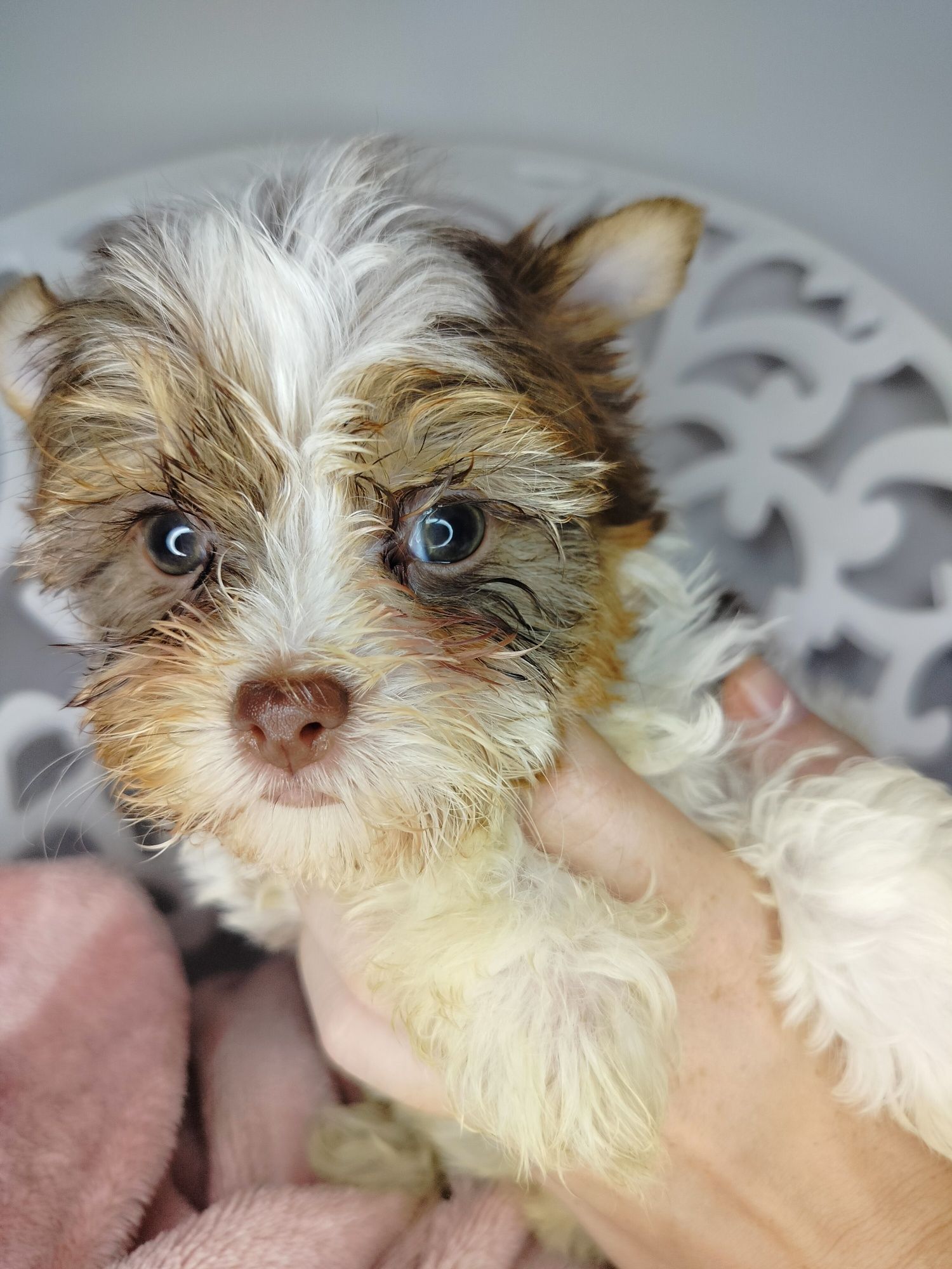 Yorkshire Terrier, White Ocean Pearl, suka
