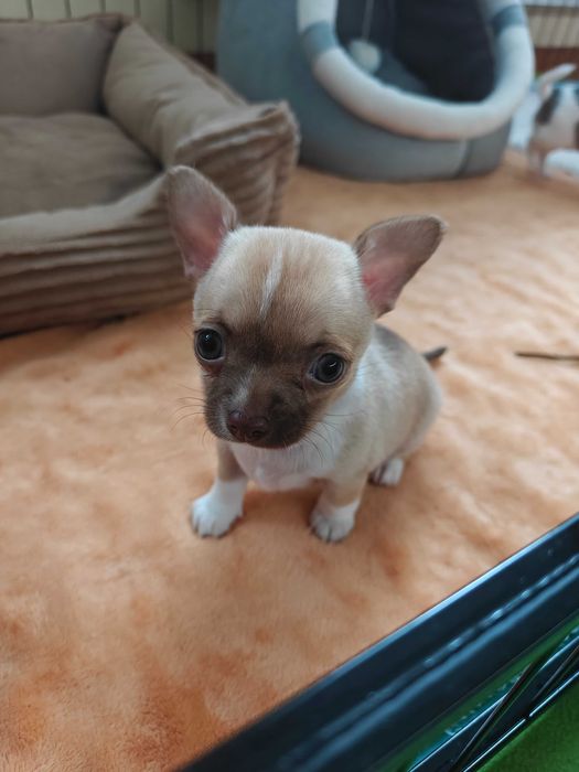 Chihuahua krótkowłosa