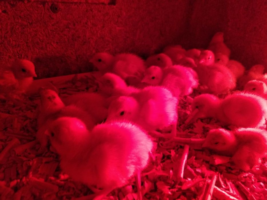 Перепела породы Техасский белый бройлерный