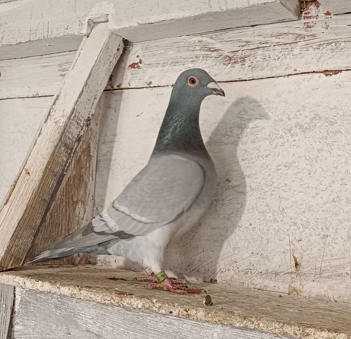 Gołębie pocztowe