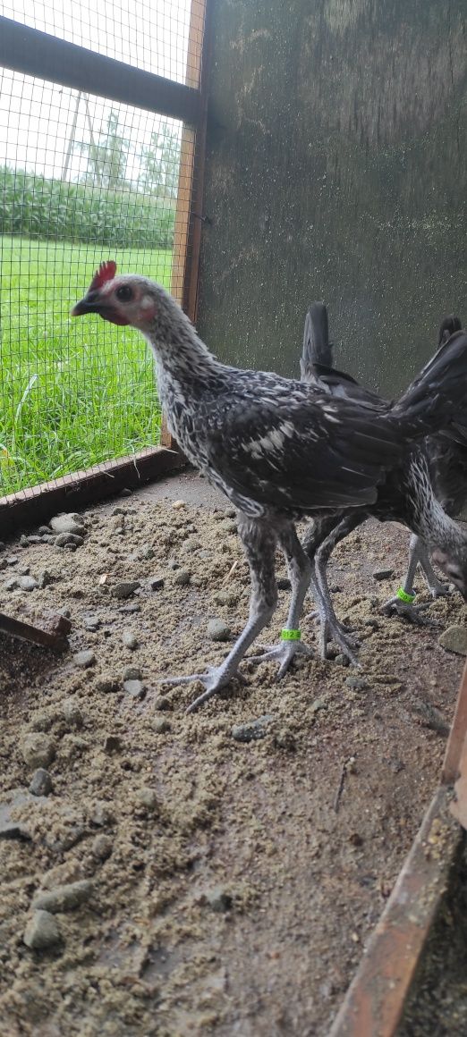Bojowce. Bojowiec nowoangielski miniaturowy liliputki kurki