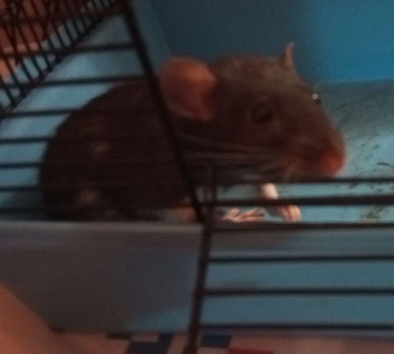 Крыса дамбо девочка