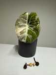 Alocasia Black Velvet Pink Variegata (бульби)
