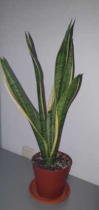 Сансевиерия Перл Янг Sansevieria Pearl Young