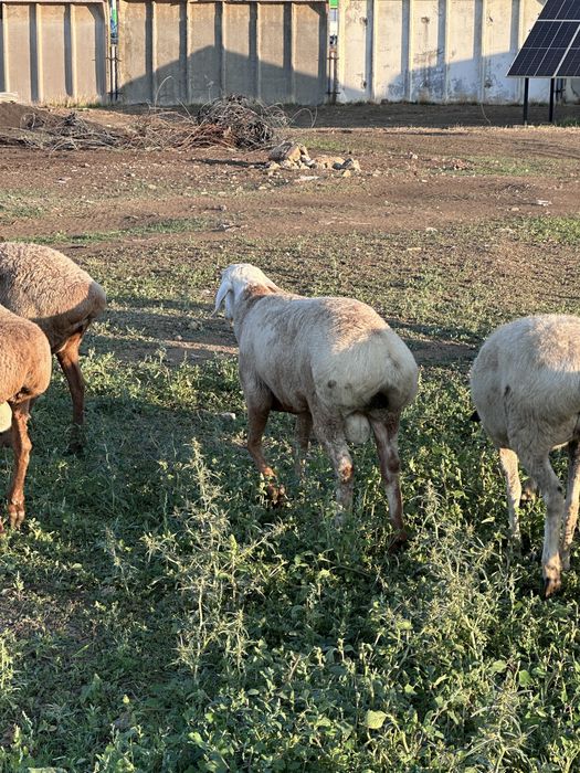 В продаже баранчик