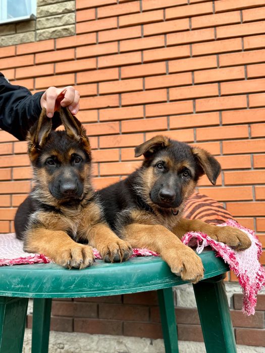 Німецька вівчарка, породисті цуцики шукають родину