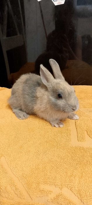 Króliczki miniaturki